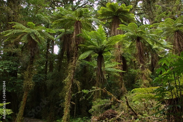 Fototapeta Trees at Kahikatea walk an Lake Kaniere on West Coast on South Island of New Zealand
