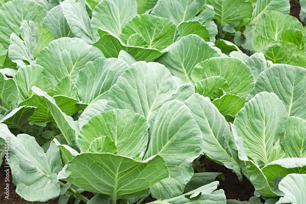 Fototapeta Many green cabbages