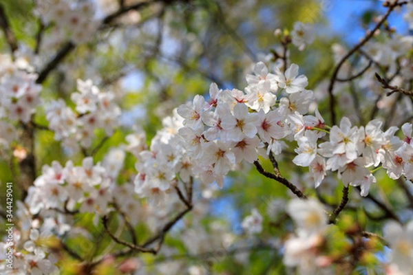 Fototapeta 満開の桜