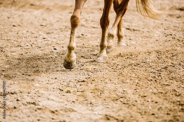 Fototapeta The hoof of a horse running on the sand close-up