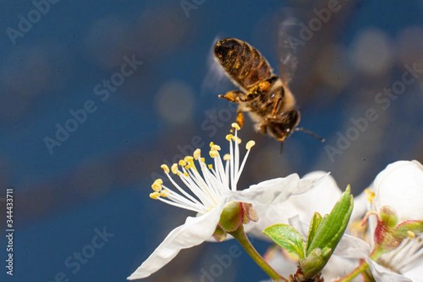 Obraz bee on a flower