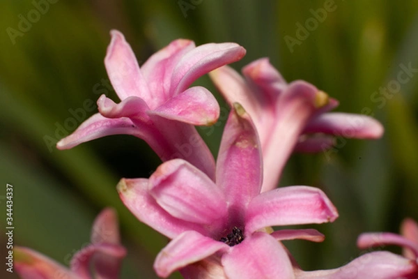 Obraz pink lily flower