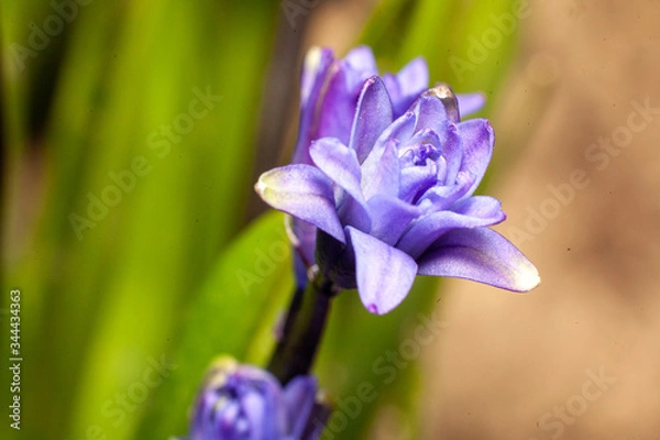 Obraz blue iris flower