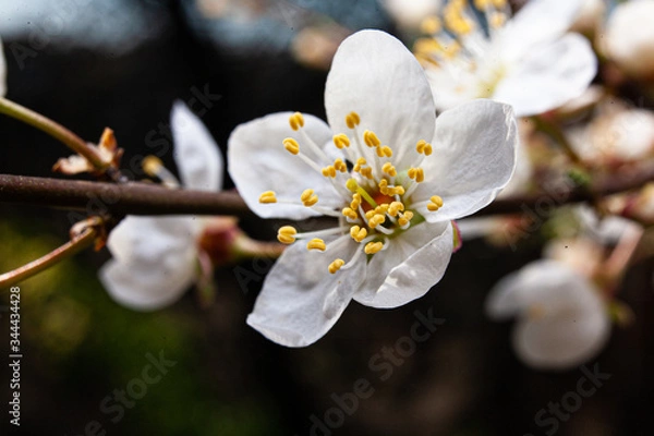 Obraz apple tree blossom macro