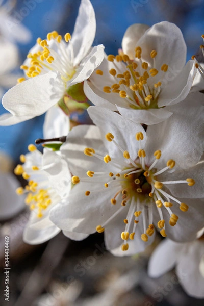 Obraz apple tree blossom macro