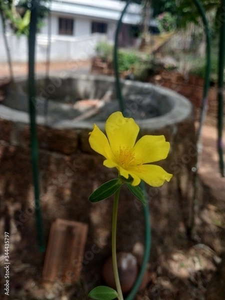 Fototapeta yellow flower 