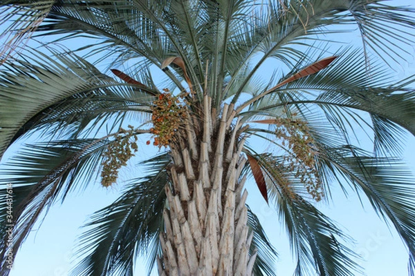 Fototapeta coconut palm tree