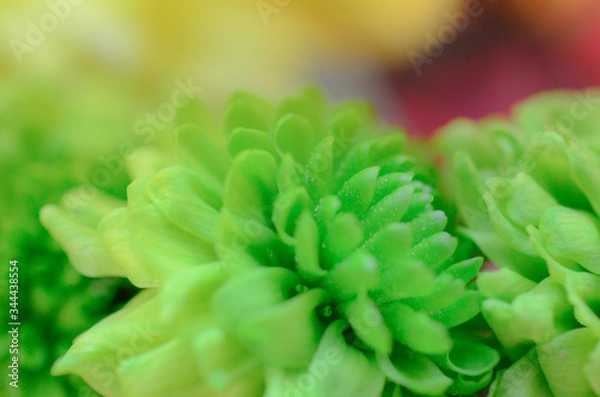 Obraz Soft Green Flower background