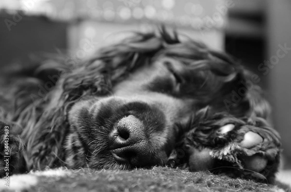 Obraz Cocker Spaniel Puppy sleeping