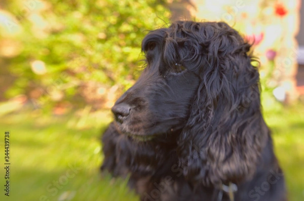Obraz Cocker Spaniel laying down for a rest