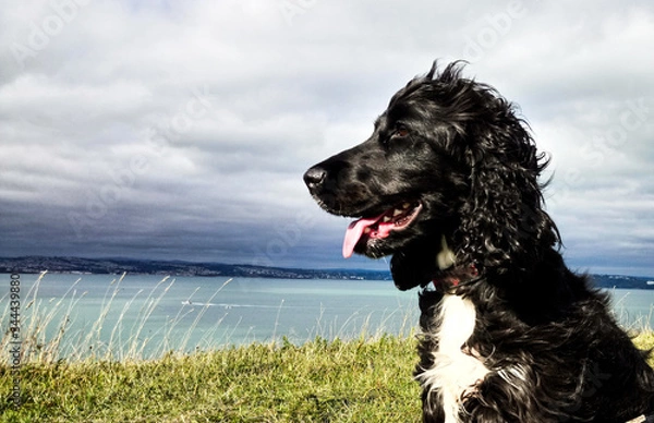 Obraz Cocker Spaniel looking out to sea in the sunshine