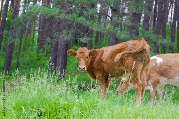 Fototapeta Pretty little calf is standing in the green grass against the background of the forest