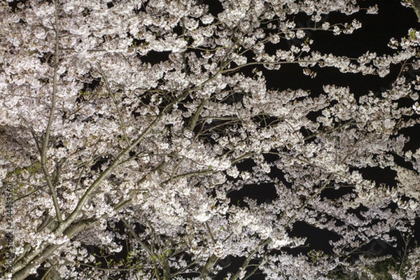 Obraz 常盤公園の夜桜