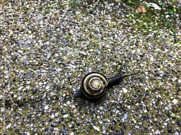 Fototapeta Slow life