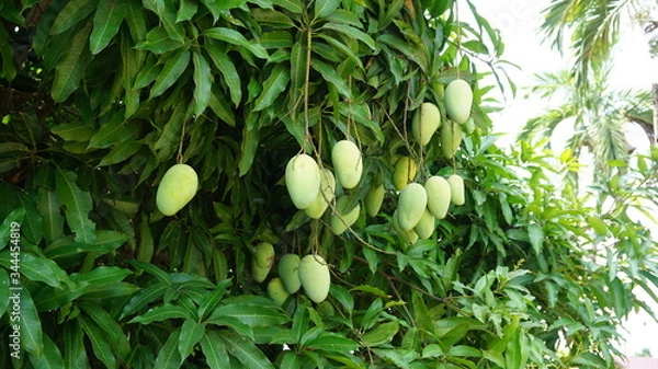 Fototapeta Mango fruit on the mango tree