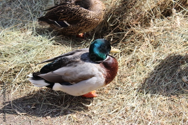 Obraz duck in the nest