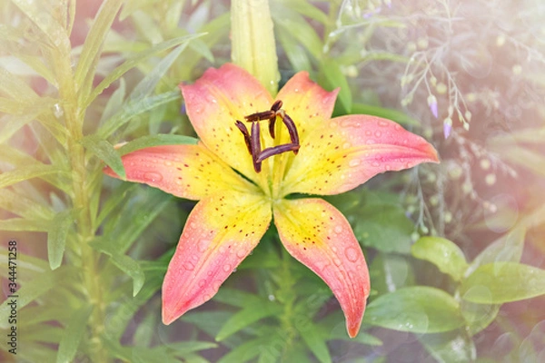 Obraz Pink Lily with a yellow center in raindrops, close-up on a blurred garden background. Soft selective focus