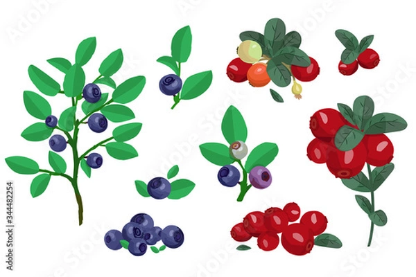 Obraz Set of few groups of blueberry and cowberry with green leaves. Forest wild berries collection.