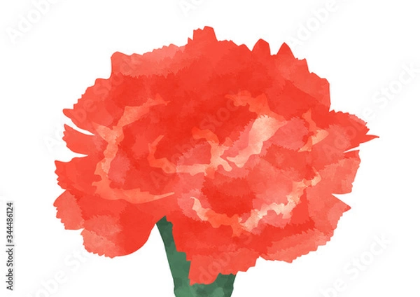 Fototapeta カーネーション 母の日