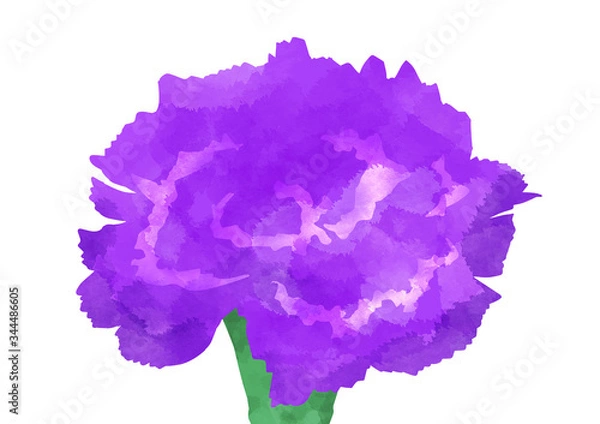 Obraz 紫のカーネーション 一輪