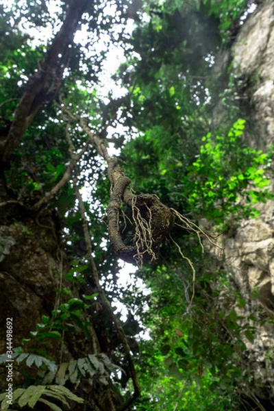 Fototapeta lianas colgando en la junngla
