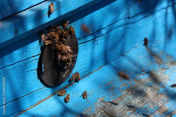 Obraz Bees near the hive. Life of animals. Nature background. Hd wallpaper  nature animals wallpapers for desktop backgrounds.