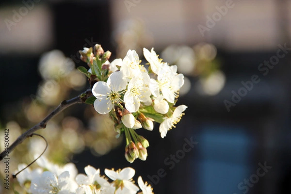 Obraz Beautiful spring flowering cherry tree close-up. Cherry Tree Bloom In The Garden. Macro flowers shot. Natural spring flowers macro background. Hd floral wallpapers for desktop.