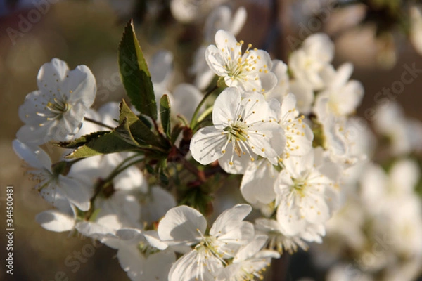 Obraz Beautiful spring flowering cherry tree close-up. Cherry Tree Bloom In The Garden. Macro flowers shot. Natural spring flowers macro background. Hd floral wallpapers for desktop.