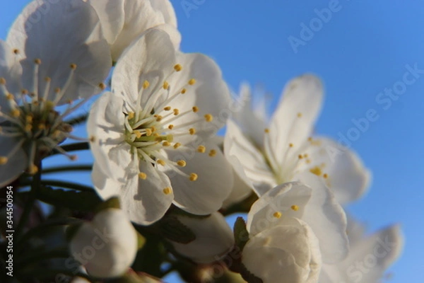Obraz Beautiful spring flowering cherry tree close-up. Cherry Tree Bloom In The Garden. Macro flowers shot. Natural spring flowers macro background. Hd floral wallpapers for desktop.