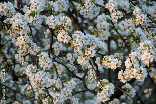 Obraz Beautiful spring-flowering. Pear blossom. Fruit Trees Bloom In The Garden.  Natural spring flowers background. Hd floral wallpapers for desktop.