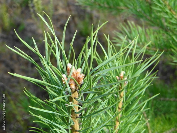 Obraz close up of pine needles
