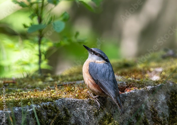 Obraz bird on a branch