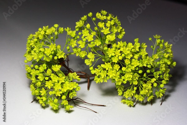 Obraz Photo of maple flowers.Spring flowers.