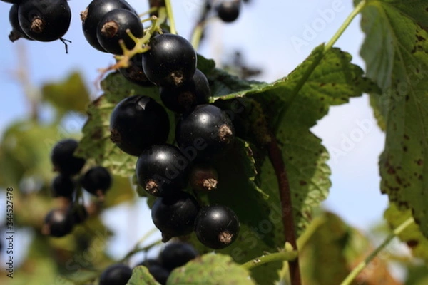Fototapeta Growing black currant
