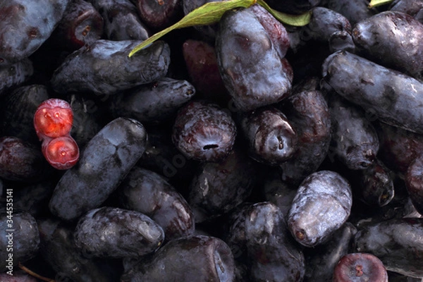 Obraz Honeysuckle berries background