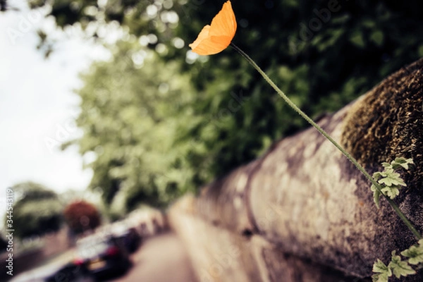 Obraz 
lone poppy grows in the rock