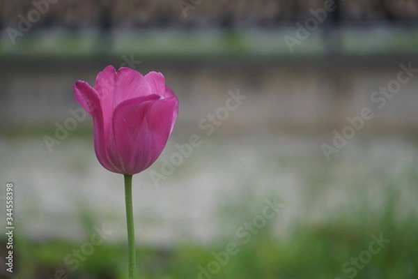Obraz beautiful flower closeup purple
