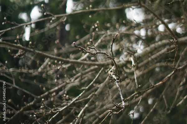 Obraz branch of a tree during spring blossom on green background