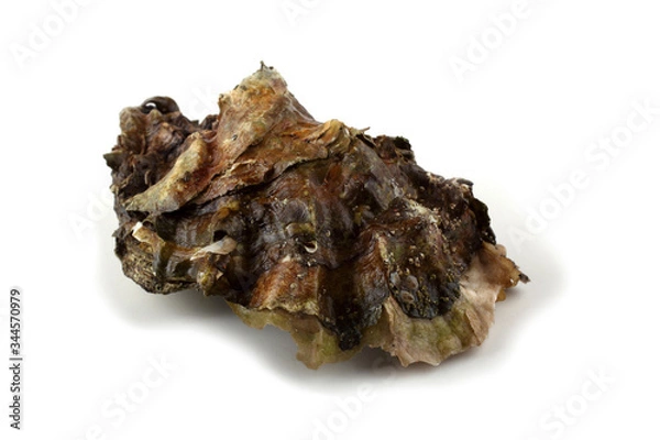 Fototapeta Oyster