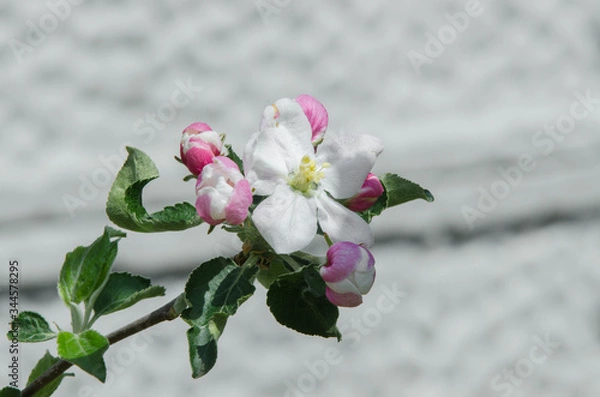 Obraz apple tree in blossom in springtime