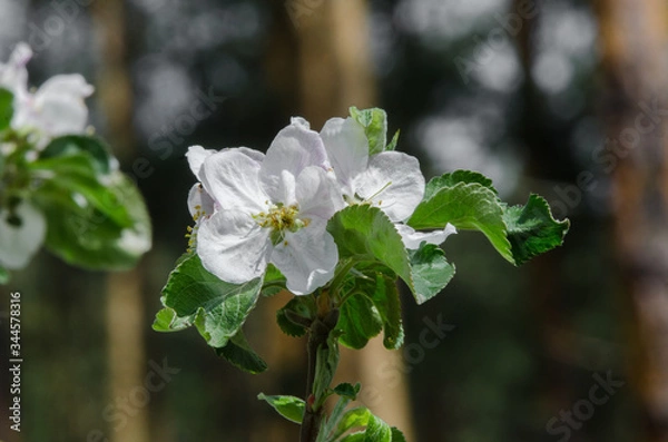 Obraz apple tree in blossom in springtime