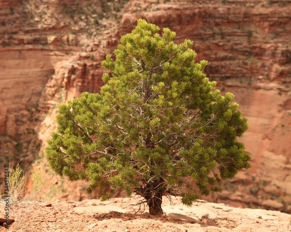Fototapeta Two-Needle Pinyon (Pinus edulis) tree in Canyonlands National Park (Island In The Sky District), Utah