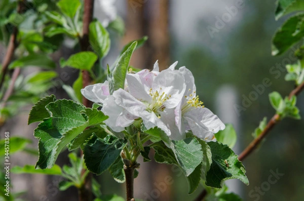 Obraz apple tree in blossom in springtime