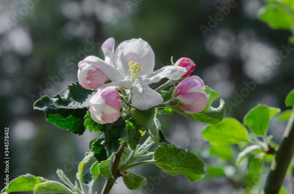 Obraz apple tree in blossom in springtime