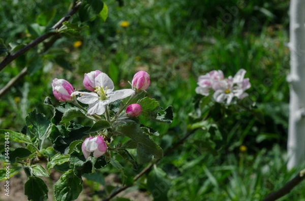 Obraz apple tree in blossom in springtime
