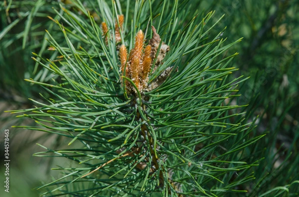 Obraz young pine branch in forest