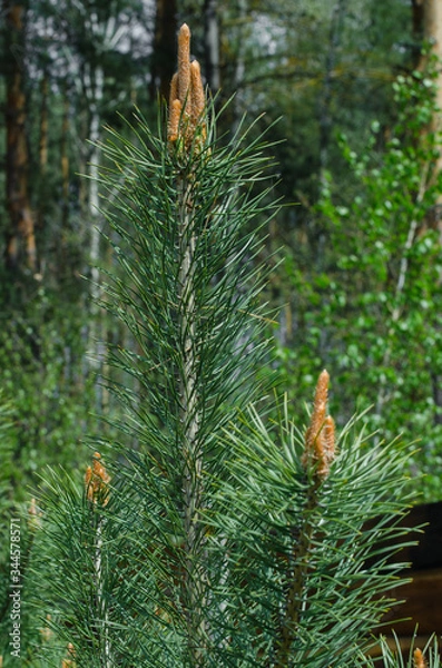 Obraz young pine branch in forest