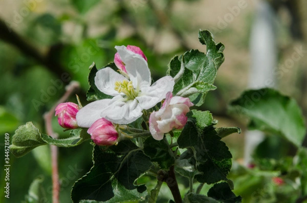 Obraz apple tree in blossom in springtime