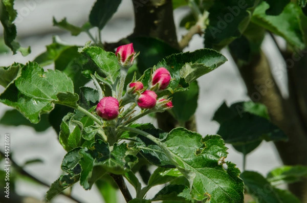 Obraz apple tree in blossom in springtime