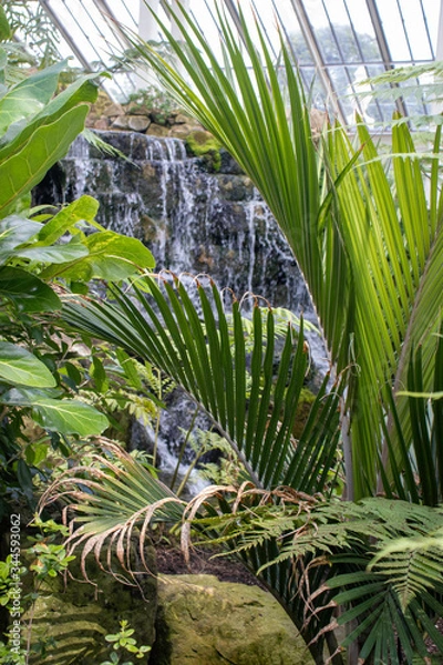 Obraz tropical palm tree